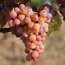 Via de mesa Chasselas ros